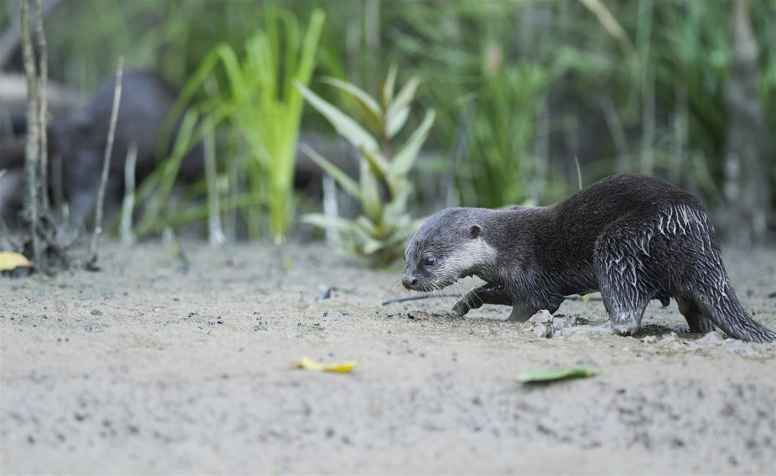 Oriental Small-clawed Otter — Borneo wildlife, book, free download, jungle tour, mammal, Borneo mammal tour
