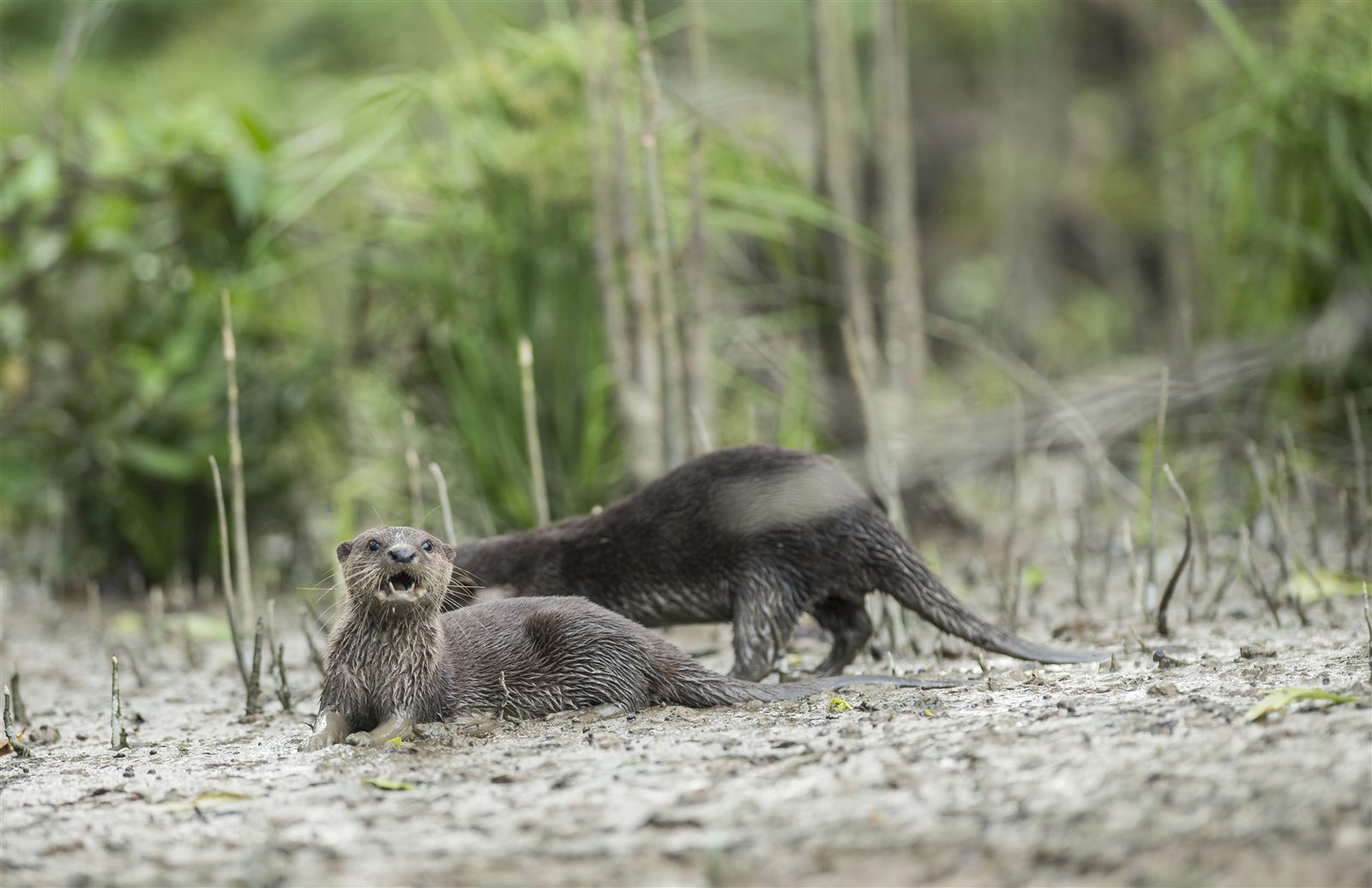 Oriental Small-clawed Otter — Borneo wildlife, book, free download, jungle tour, mammal, Borneo mammal tour