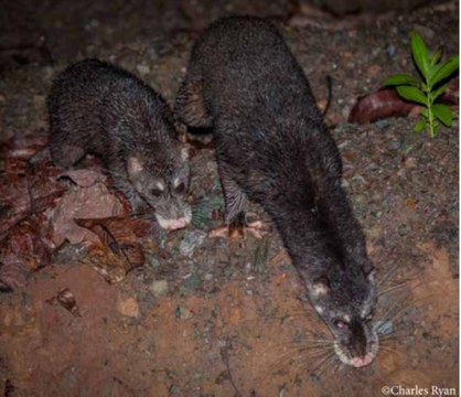 Two Otter Civets foraging together at night
