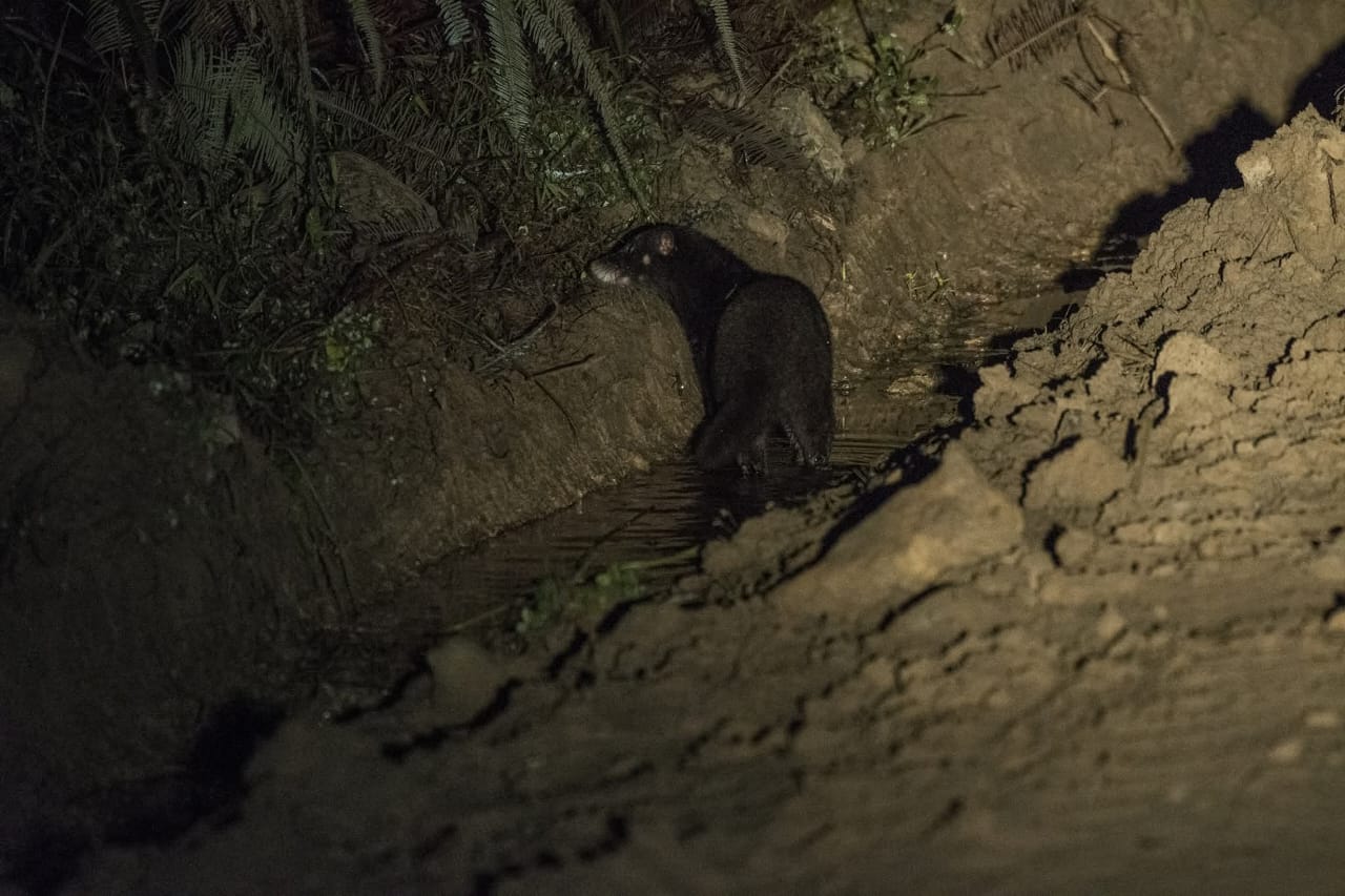 Otter Civet — Borneo wildlife, book, free download, jungle tour, mammal, Borneo mammal tour