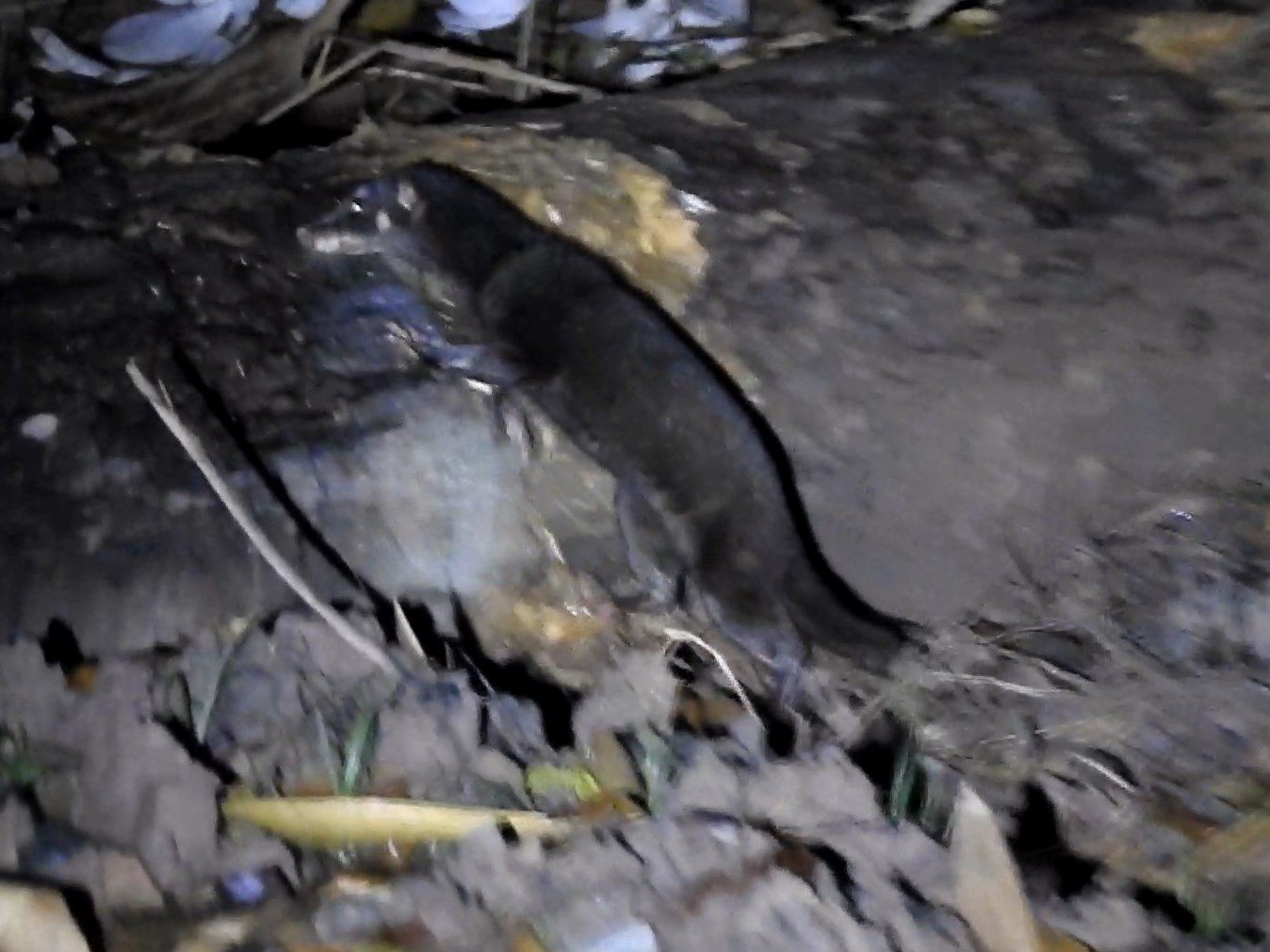 Otter Civet — Borneo wildlife, book, free download, jungle tour, mammal, Borneo mammal tour