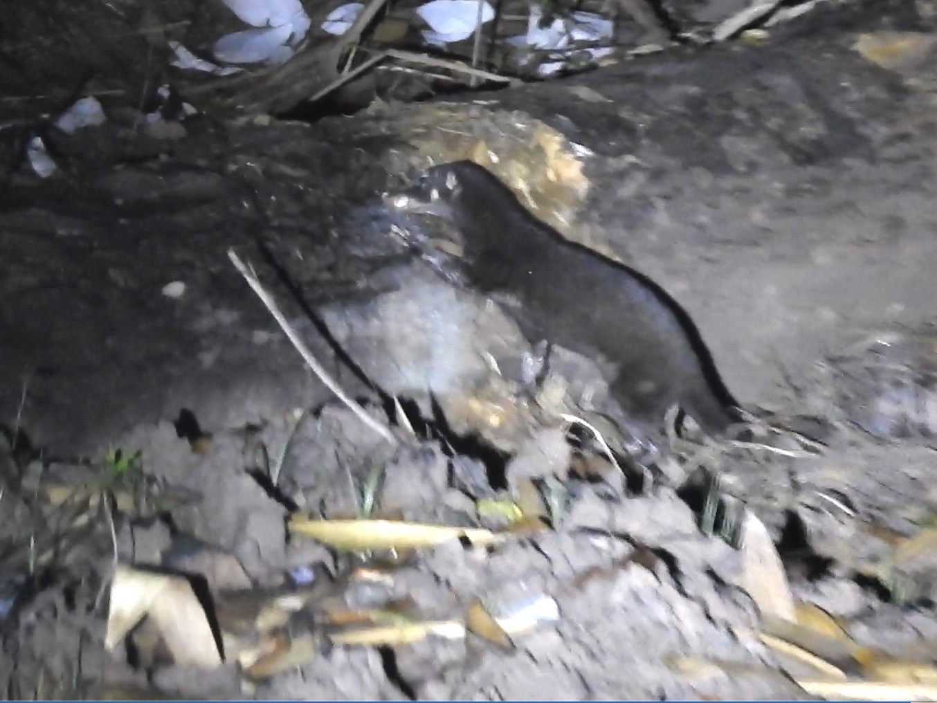 Otter Civet — Borneo wildlife, book, free download, jungle tour, mammal, Borneo mammal tour