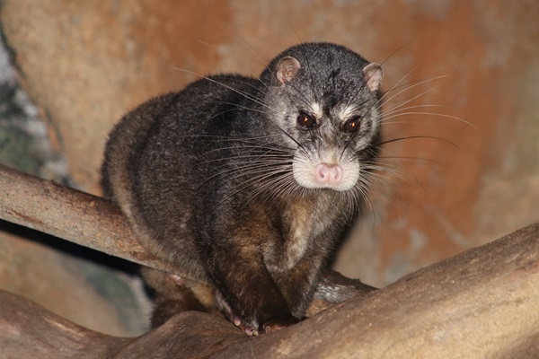 Otter Civet — Borneo wildlife, book, free download, jungle tour, mammal, Borneo mammal tour