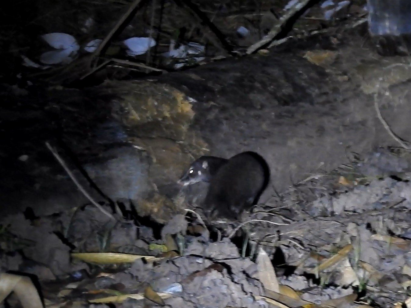 Otter Civet — Borneo wildlife, book, free download, jungle tour, mammal, Borneo mammal tour