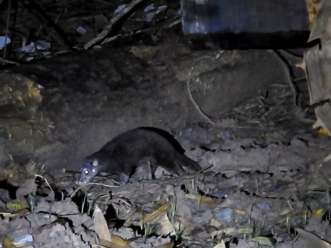 Otter Civet — Borneo wildlife, book, free download, jungle tour, mammal, Borneo mammal tour