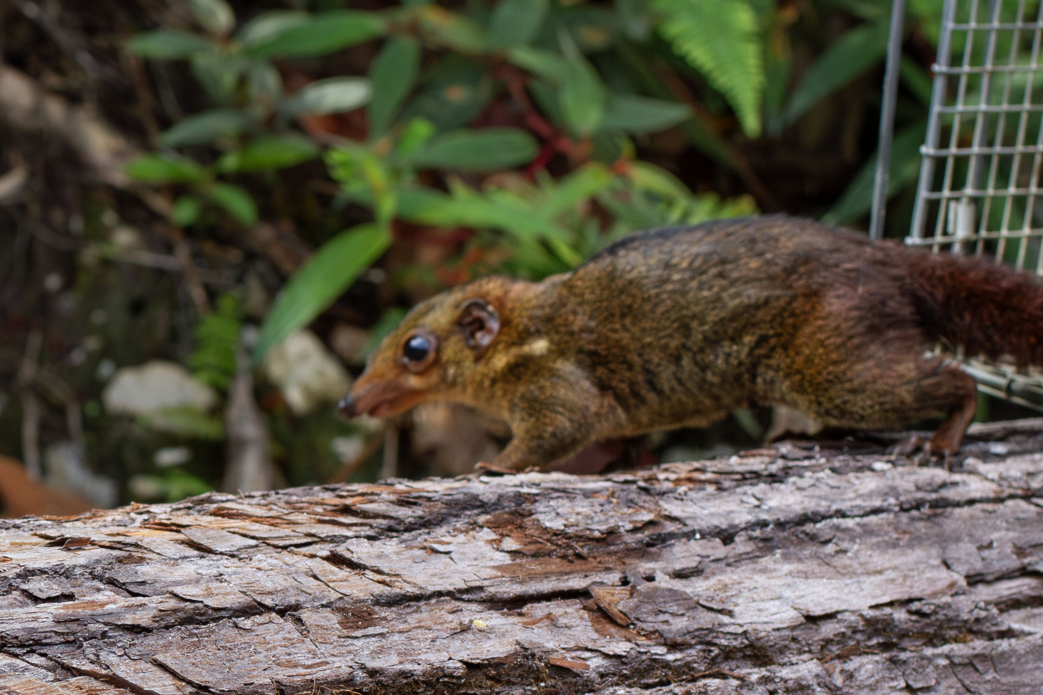 Painted Treeshrew — Borneo wildlife, book, free download, jungle tour, mammal, Borneo mammal tour