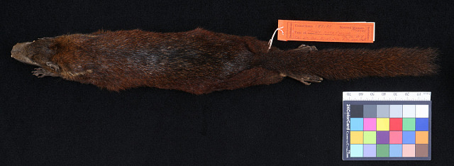 Painted Treeshrew — Borneo wildlife, book, free download, jungle tour, mammal, Borneo mammal tour