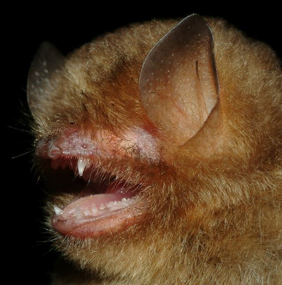 Papillose Woolly Bat — Borneo wildlife, book, free download, jungle tour, mammal, Borneo mammal tour