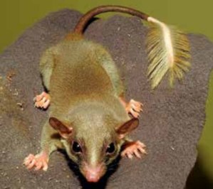 Pen-Tailed Treeshrew perched on a rock at night