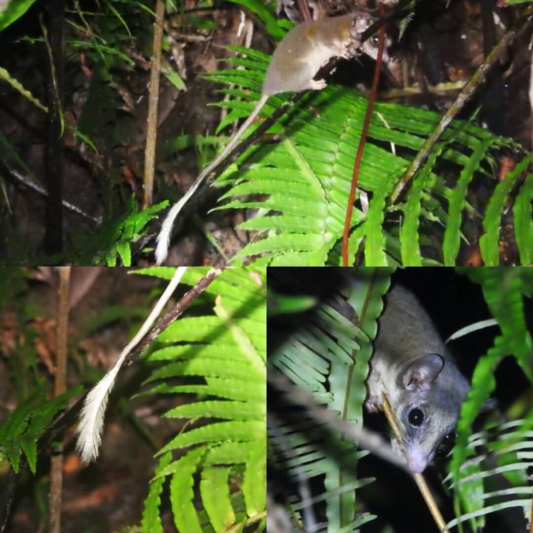 Pen-tailed Treeshrew — Borneo wildlife, book, free download, jungle tour, mammal, Borneo mammal tour