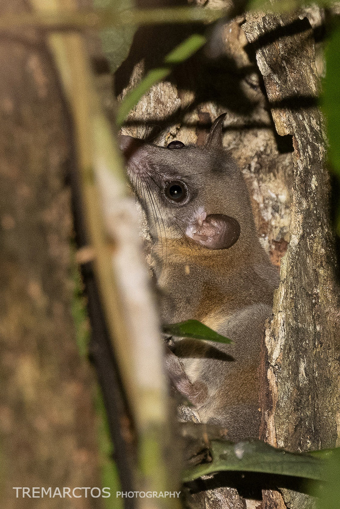 Pen-tailed Treeshrew — Borneo wildlife, book, free download, jungle tour, mammal, Borneo mammal tour