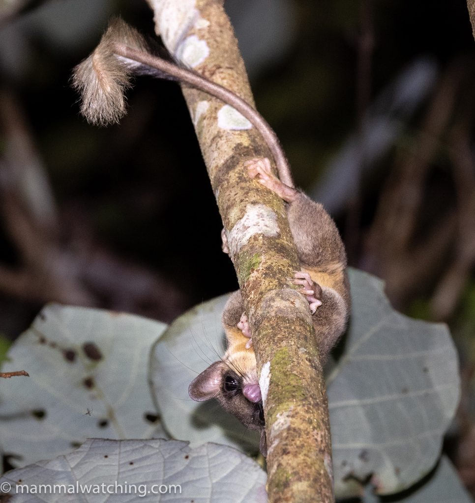 Pen-tailed Treeshrew — Borneo wildlife, book, free download, jungle tour, mammal, Borneo mammal tour