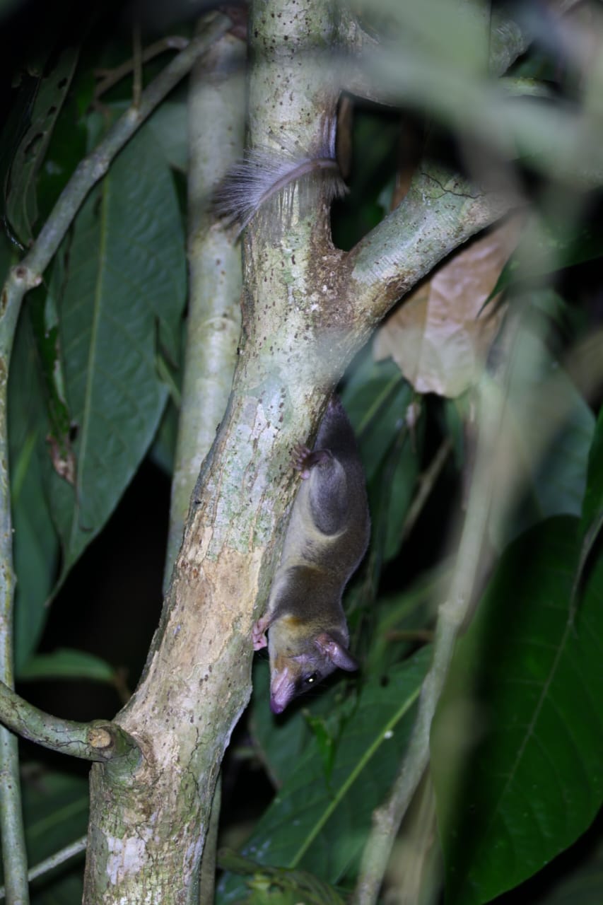 Pen-tailed treeshrew clinging head-down to a sapling at night