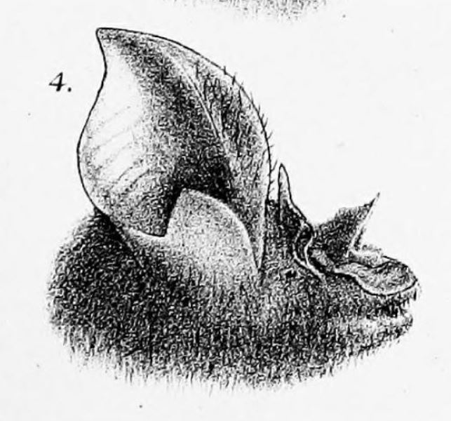 Philippine Horseshoe Bat — Borneo wildlife, book, free download, jungle tour, mammal, Borneo mammal tour