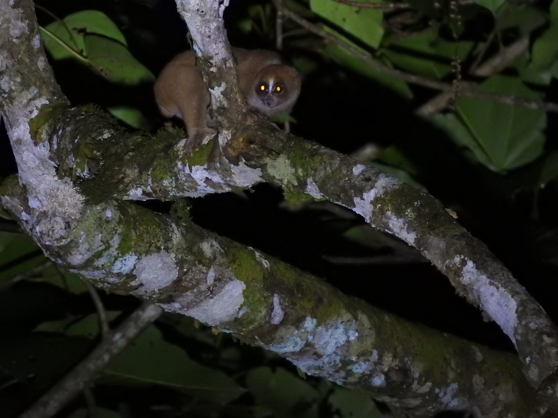 Philippine Slow Loris — Borneo wildlife, book, free download, jungle tour, mammal, Borneo mammal tour