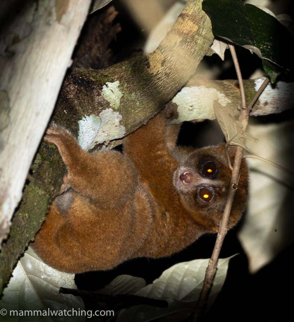 Philippine Slow Loris — Borneo wildlife, book, free download, jungle tour, mammal, Borneo mammal tour