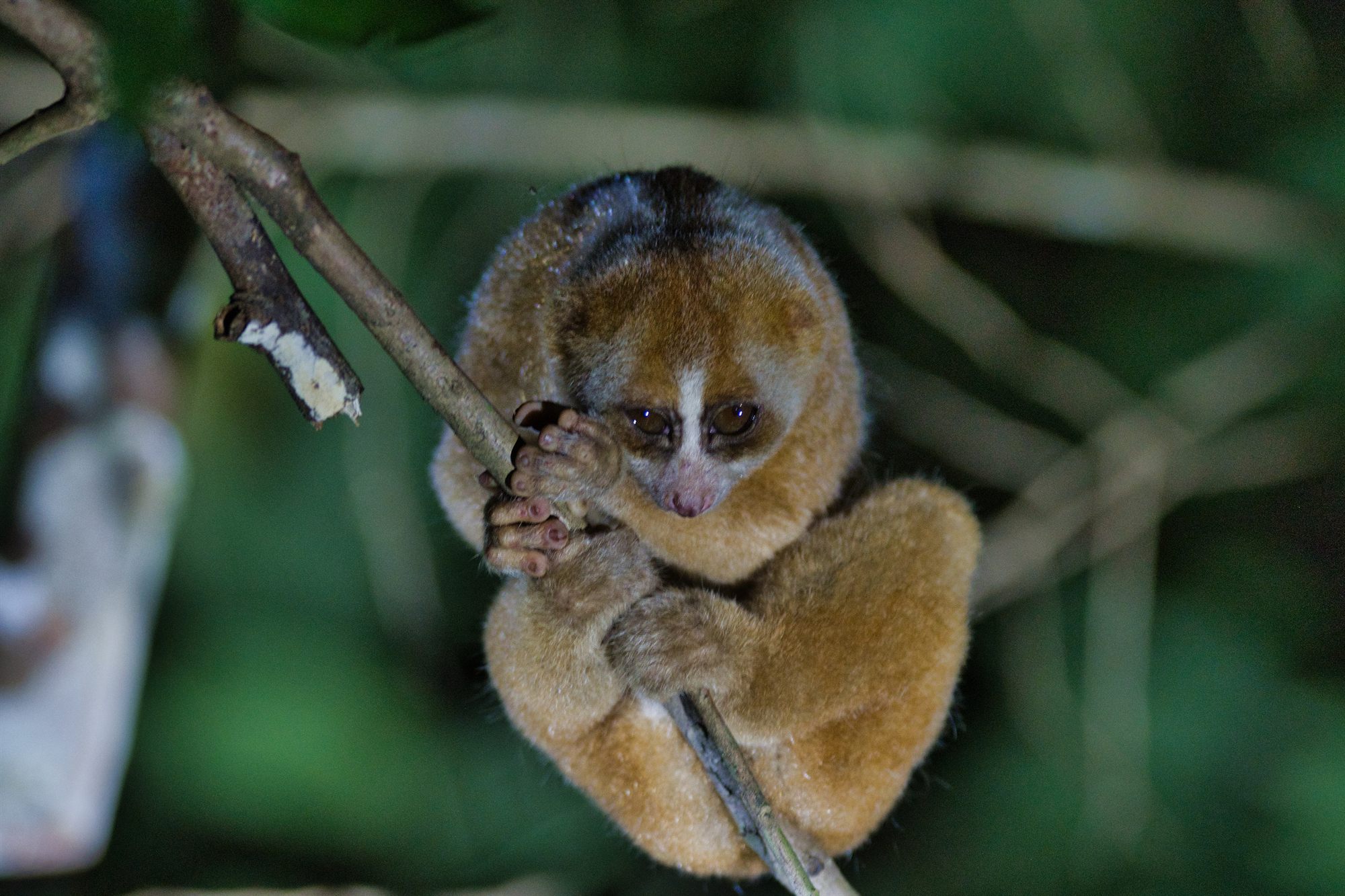 Philippine Slow Loris — Borneo wildlife, book, free download, jungle tour, mammal, Borneo mammal tour