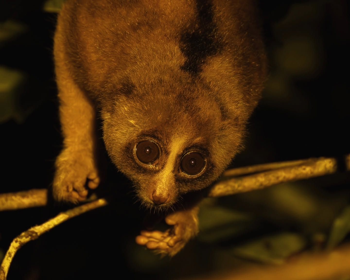 Philippine Slow Loris — Borneo wildlife, book, free download, jungle tour, mammal, Borneo mammal tour