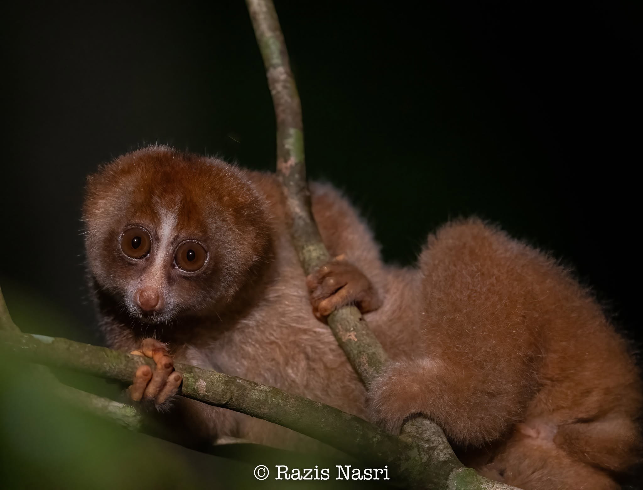 Philippine Slow Loris — Borneo wildlife, book, free download, jungle tour, mammal, Borneo mammal tour