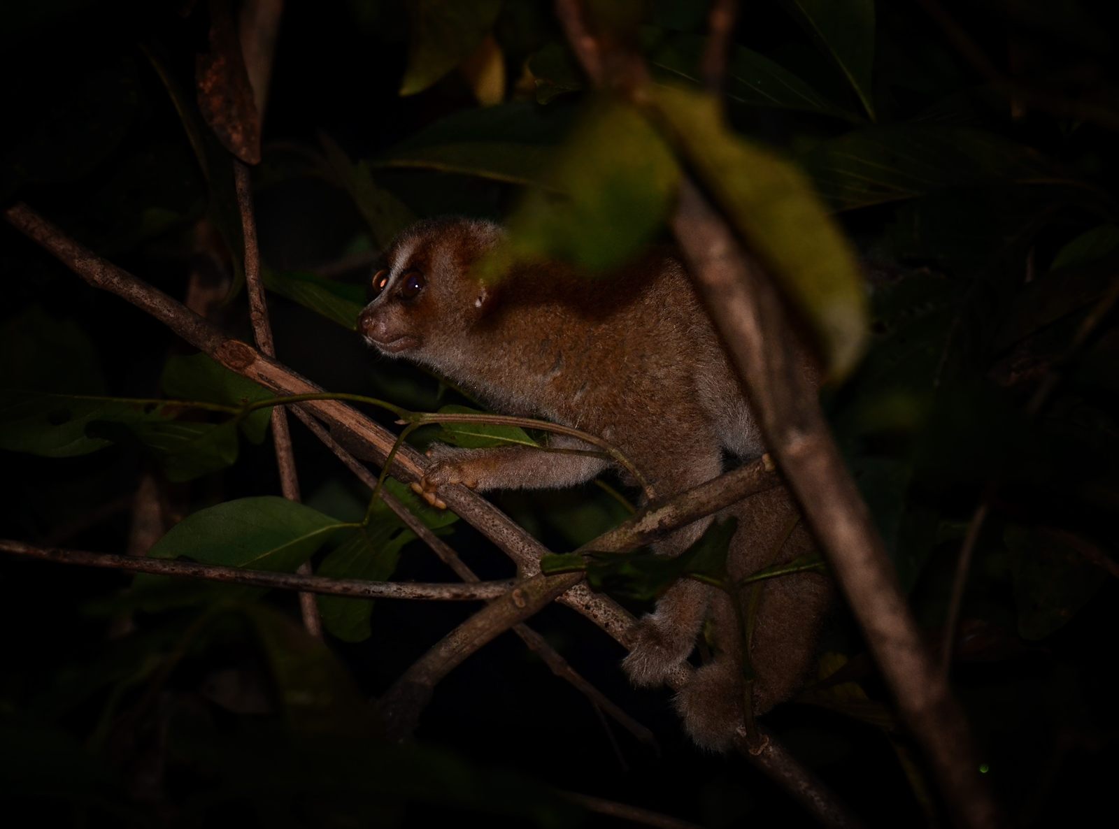 Philippine Slow Loris — Borneo wildlife, book, free download, jungle tour, mammal, Borneo mammal tour