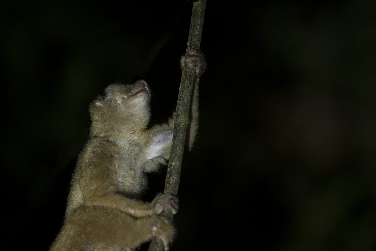 Philippine Slow Loris — Borneo wildlife, book, free download, jungle tour, mammal, Borneo mammal tour