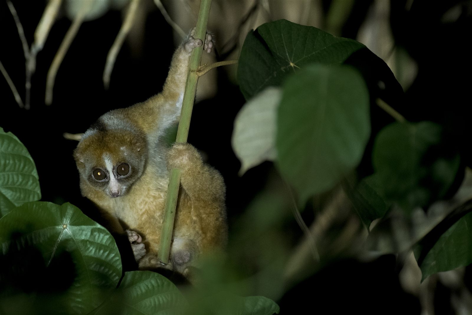 Philippine Slow Loris — Borneo wildlife, book, free download, jungle tour, mammal, Borneo mammal tour