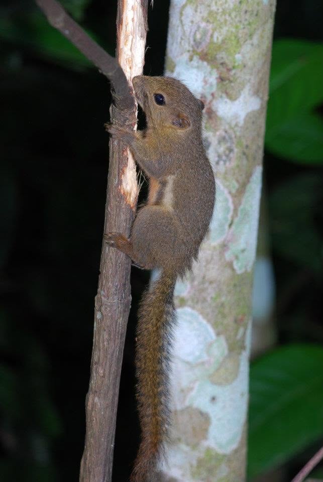 Plantain Squirrel — Borneo wildlife, book, free download, jungle tour, mammal, Borneo mammal tour