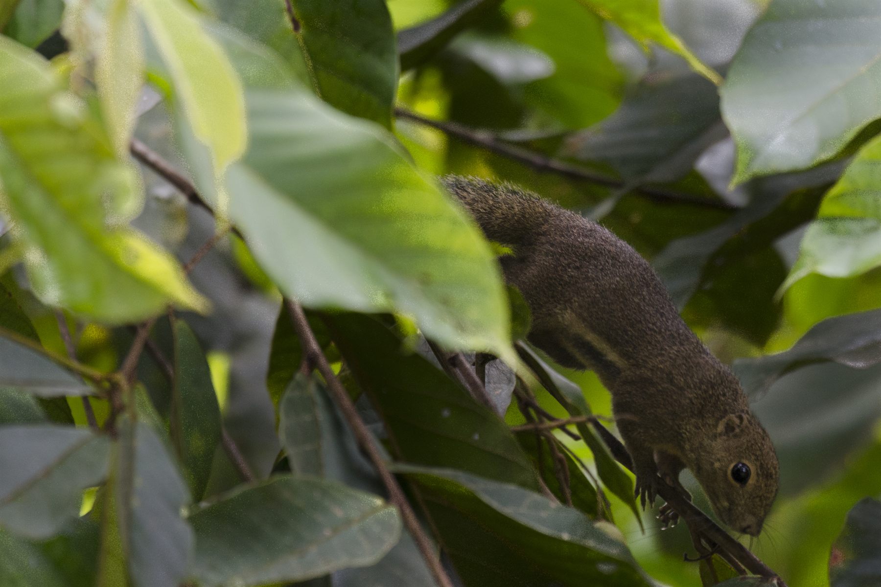 Plantain Squirrel — Borneo wildlife, book, free download, jungle tour, mammal, Borneo mammal tour