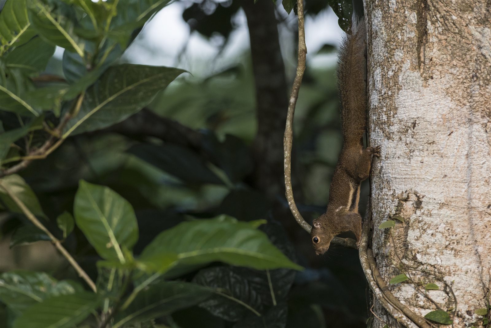 Plantain Squirrel — Borneo wildlife, book, free download, jungle tour, mammal, Borneo mammal tour