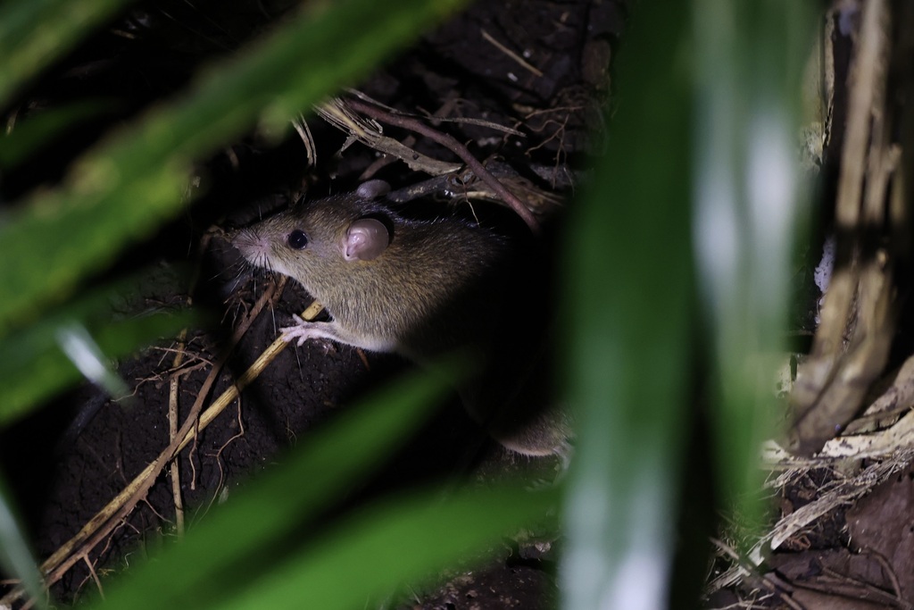 Polynesian Rat — Borneo wildlife, book, free download, jungle tour, mammal, Borneo mammal tour
