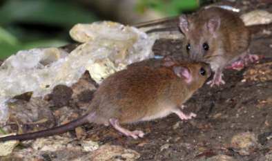 Polynesian Rat — Borneo wildlife, book, free download, jungle tour, mammal, Borneo mammal tour