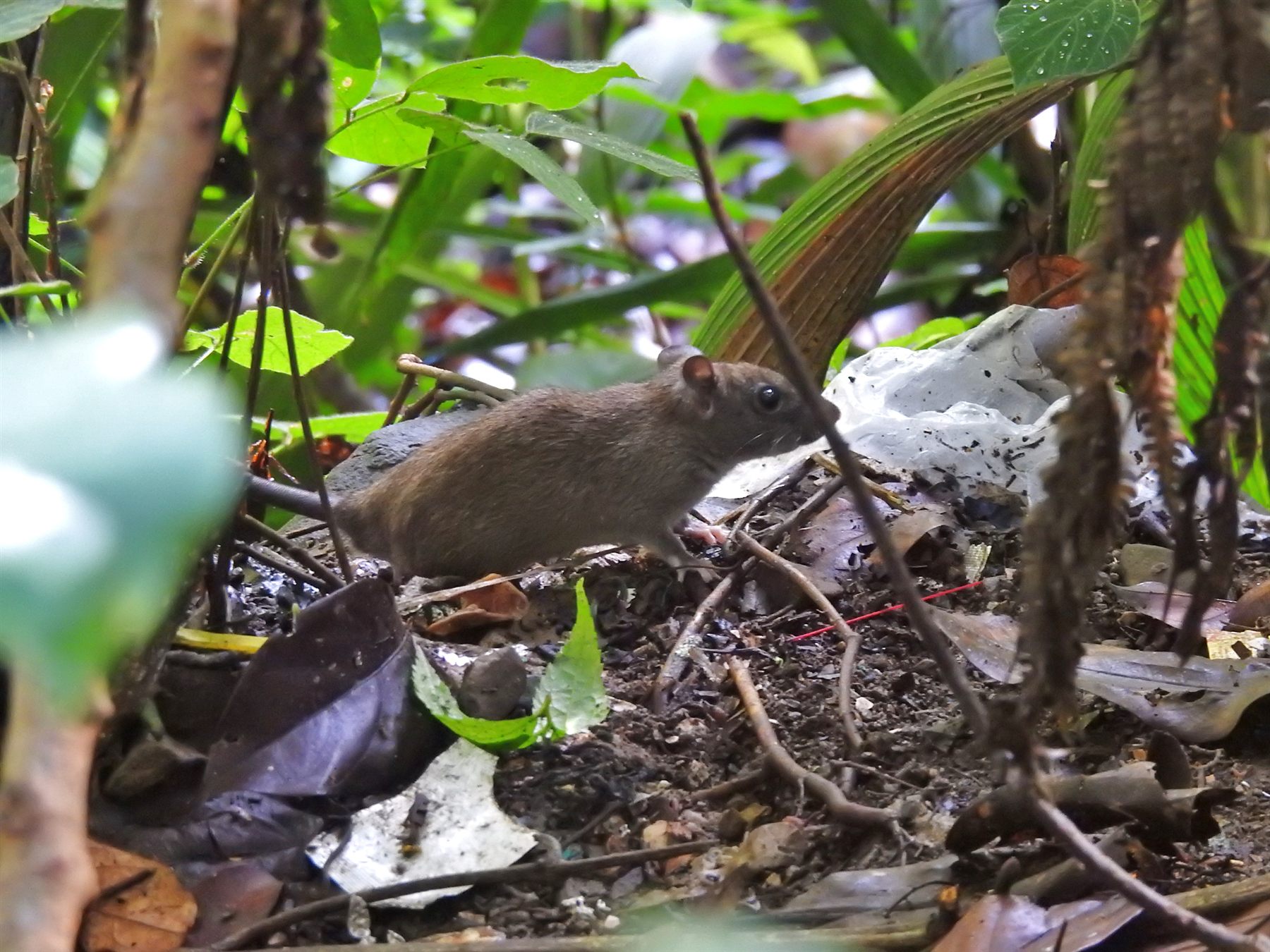 Polynesian Rat — Borneo wildlife, book, free download, jungle tour, mammal, Borneo mammal tour