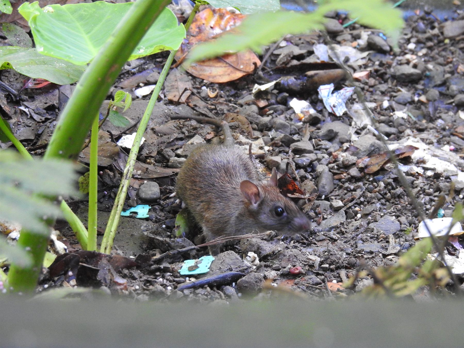 Polynesian Rat — Borneo wildlife, book, free download, jungle tour, mammal, Borneo mammal tour