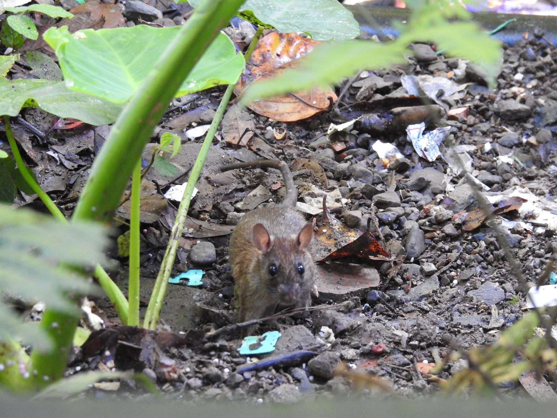 Polynesian Rat — Borneo wildlife, book, free download, jungle tour, mammal, Borneo mammal tour