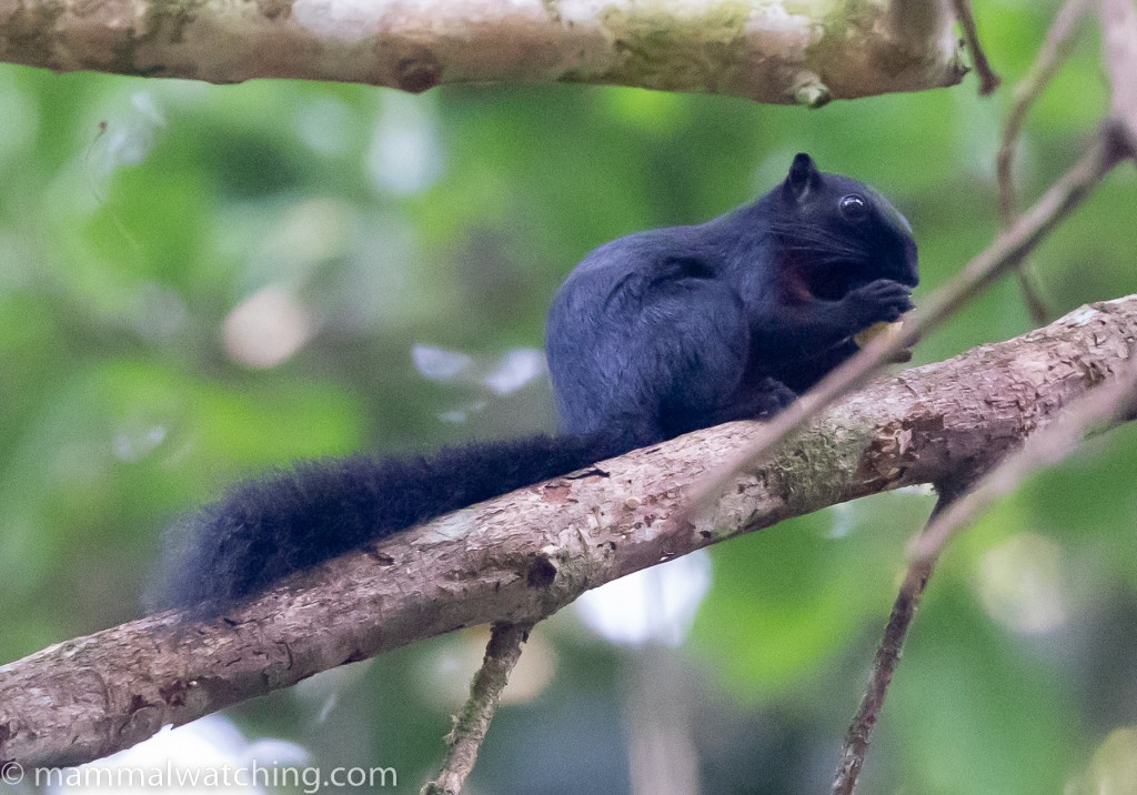 Prevost's Squirrel — Borneo wildlife, book, free download, jungle tour, mammal, Borneo mammal tour