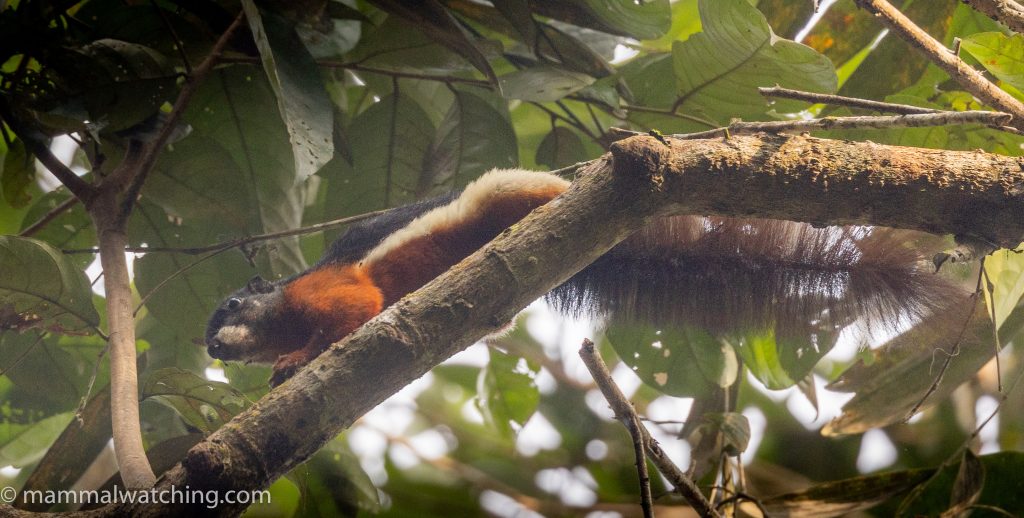 Prevost's Squirrel — Borneo wildlife, book, free download, jungle tour, mammal, Borneo mammal tour