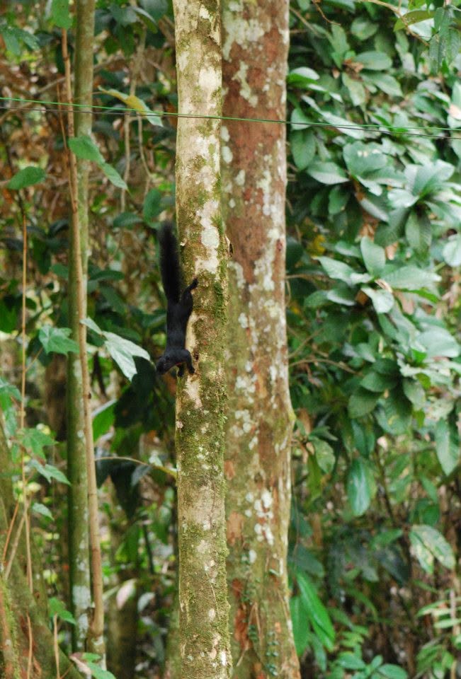 Prevost's Squirrel — Borneo wildlife, book, free download, jungle tour, mammal, Borneo mammal tour