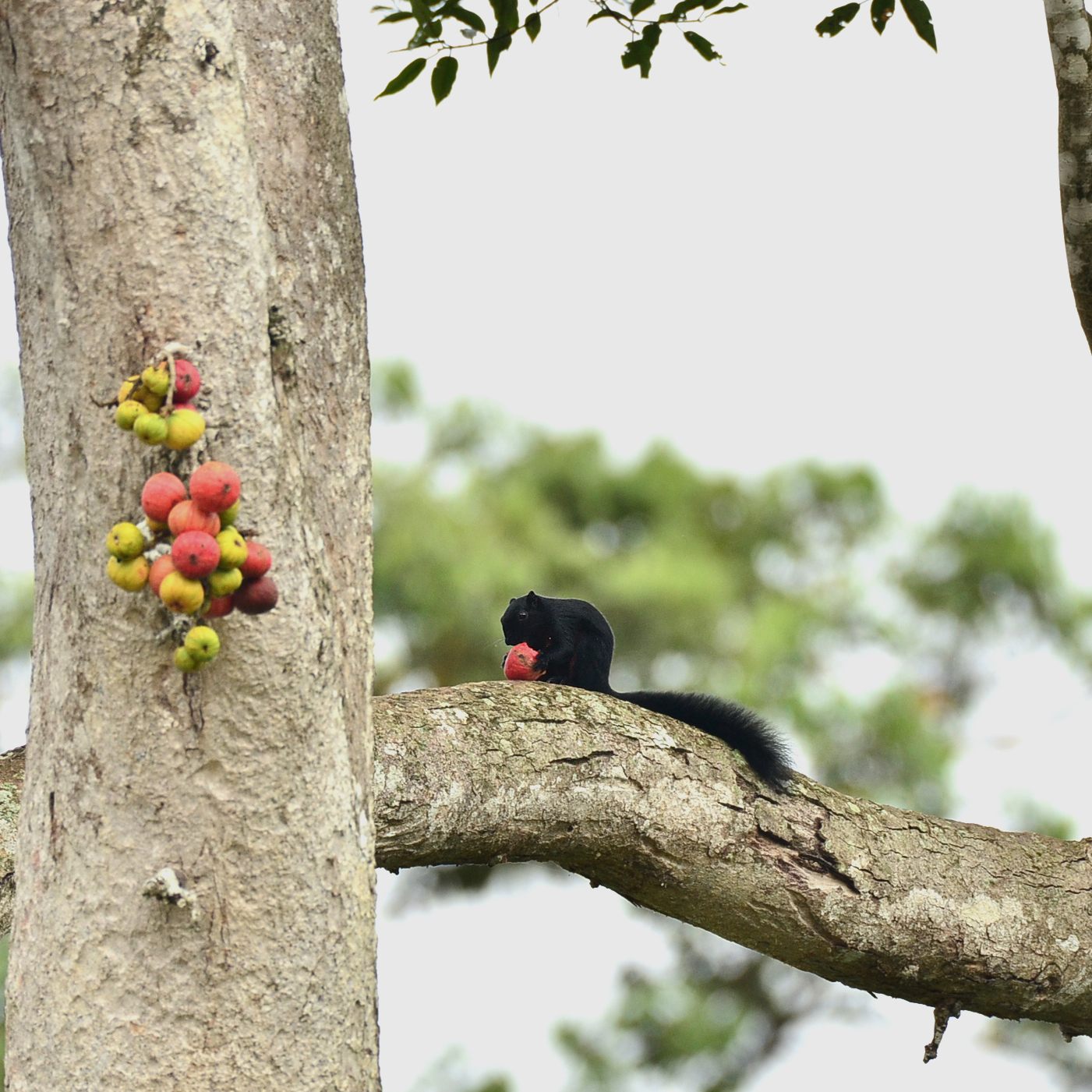 Prevost's Squirrel — Borneo wildlife, book, free download, jungle tour, mammal, Borneo mammal tour