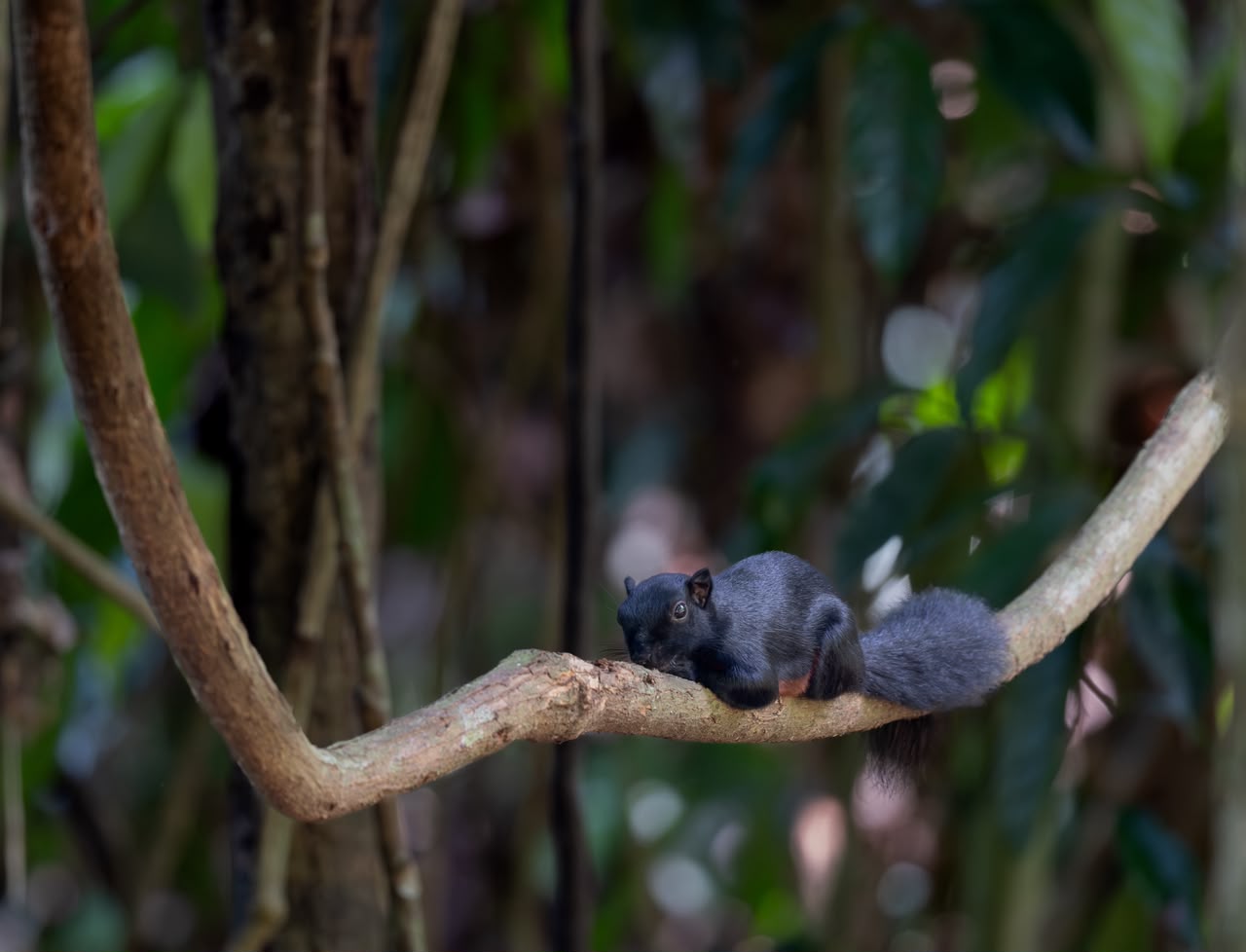 Prevost's Squirrel — Borneo wildlife, book, free download, jungle tour, mammal, Borneo mammal tour