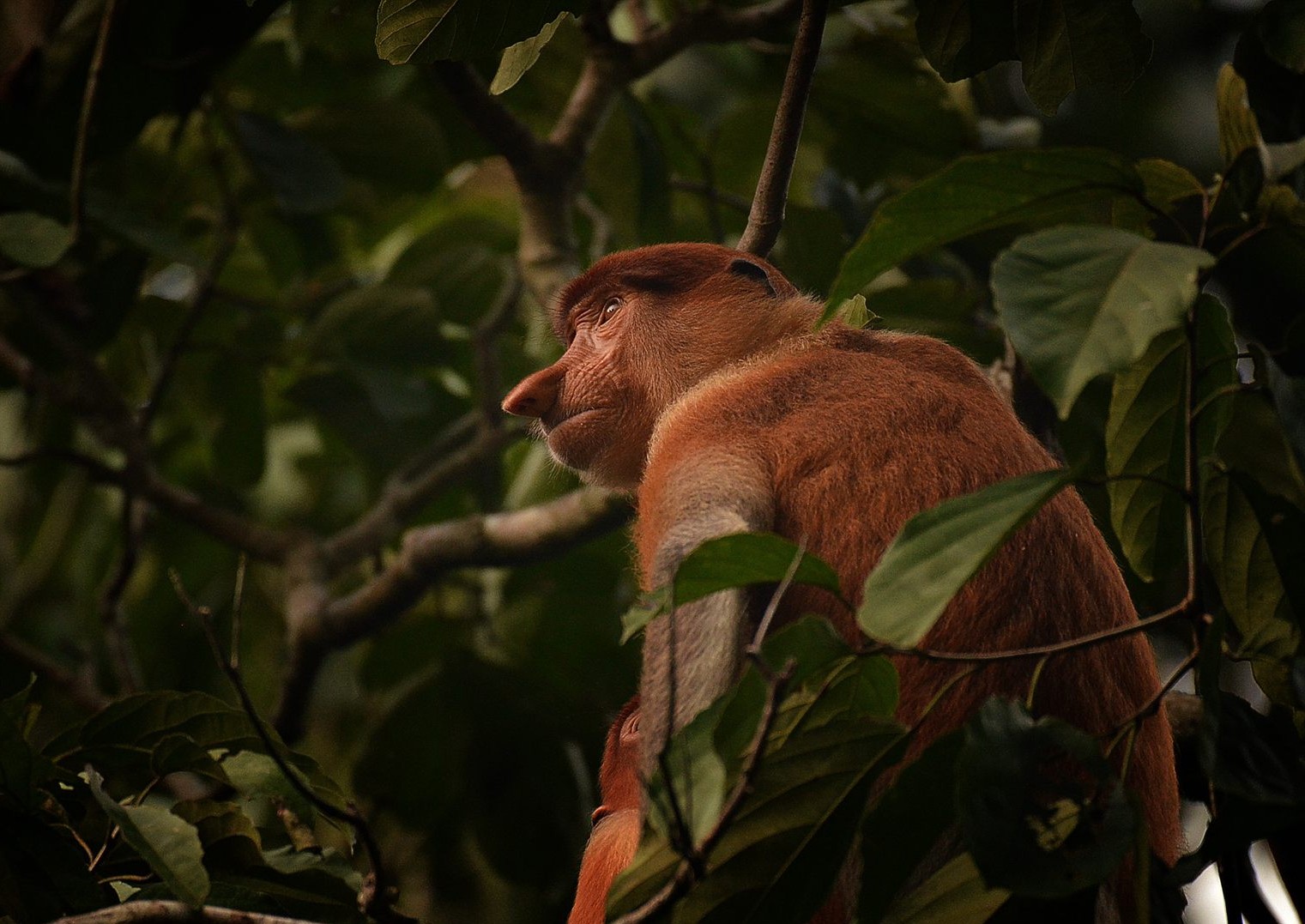 Proboscis Monkey — Borneo wildlife, book, free download, jungle tour, mammal, Borneo mammal tour