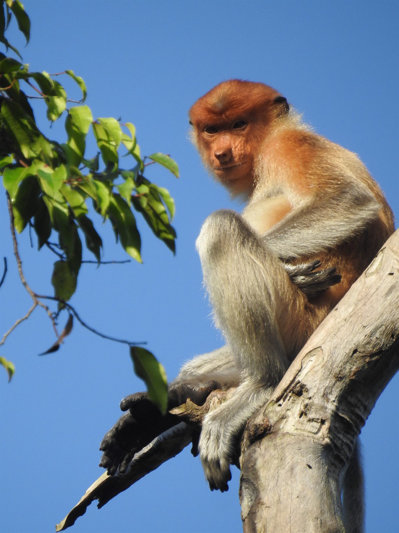 Proboscis Monkey — Borneo wildlife, book, free download, jungle tour, mammal, Borneo mammal tour