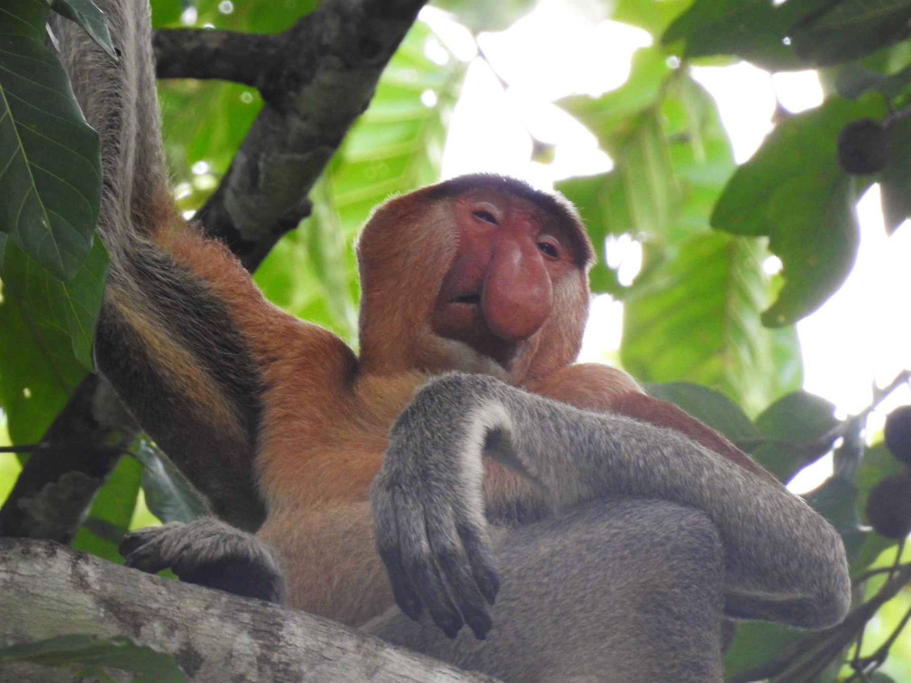 Proboscis Monkey — Borneo wildlife, book, free download, jungle tour, mammal, Borneo mammal tour