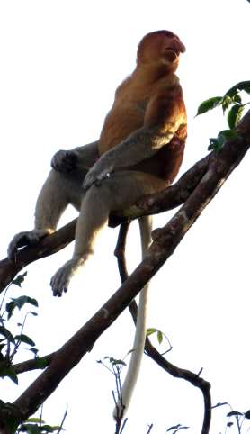 Proboscis Monkey — Borneo wildlife, book, free download, jungle tour, mammal, Borneo mammal tour