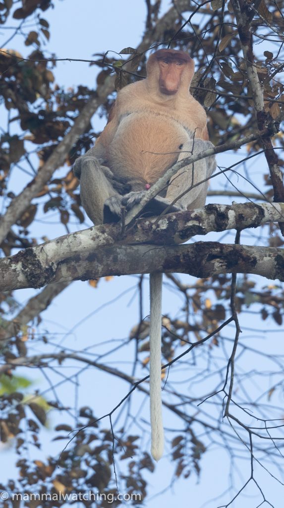 Proboscis Monkey — Borneo wildlife, book, free download, jungle tour, mammal, Borneo mammal tour