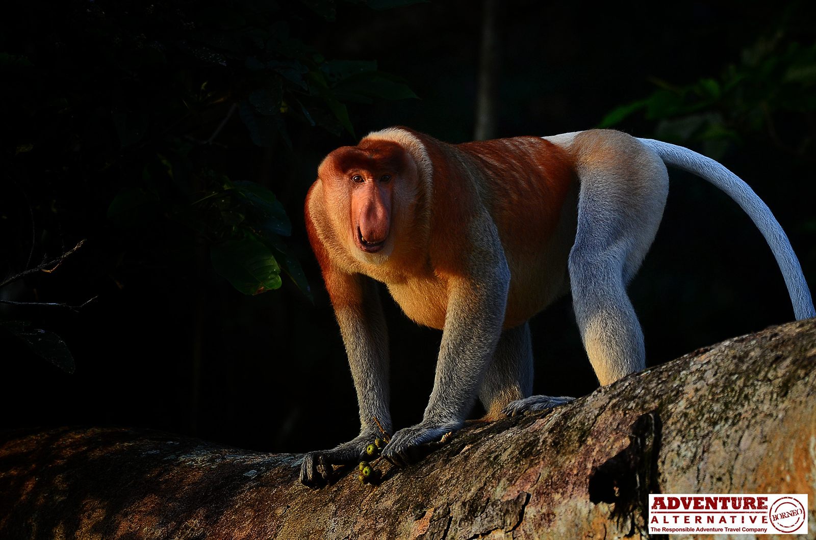 Proboscis Monkey — Borneo wildlife, book, free download, jungle tour, mammal, Borneo mammal tour