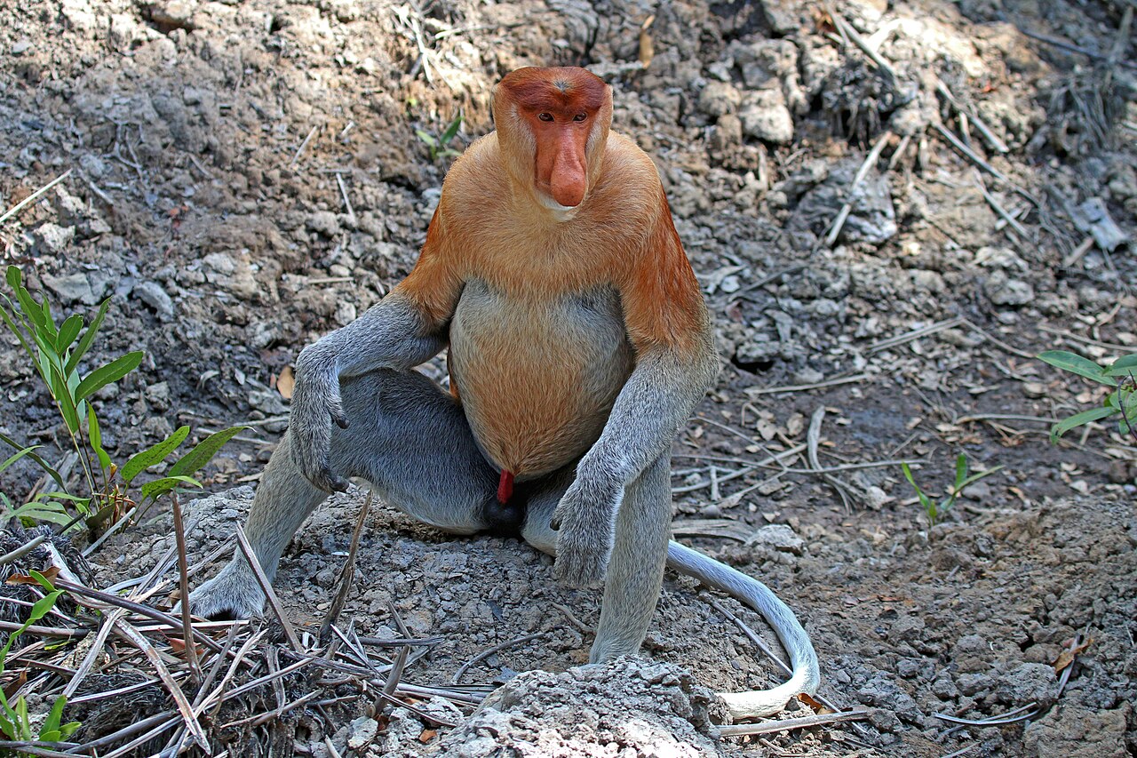 Proboscis Monkey — Borneo wildlife, book, free download, jungle tour, mammal, Borneo mammal tour