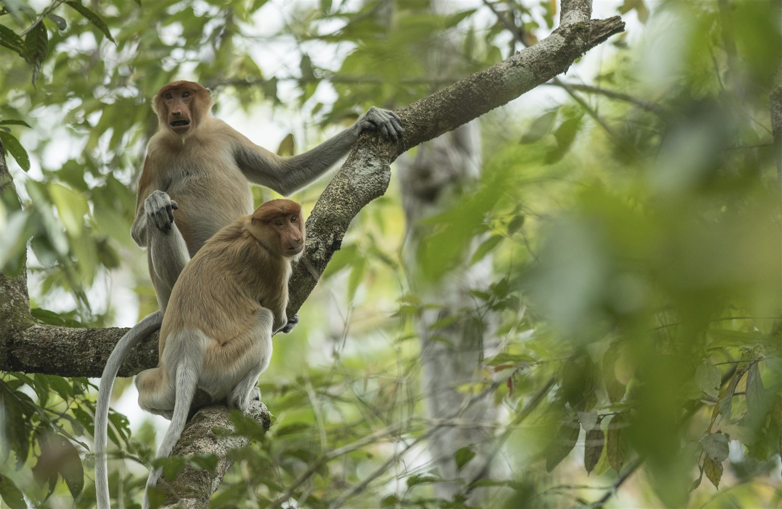 Proboscis Monkey — Borneo wildlife, book, free download, jungle tour, mammal, Borneo mammal tour