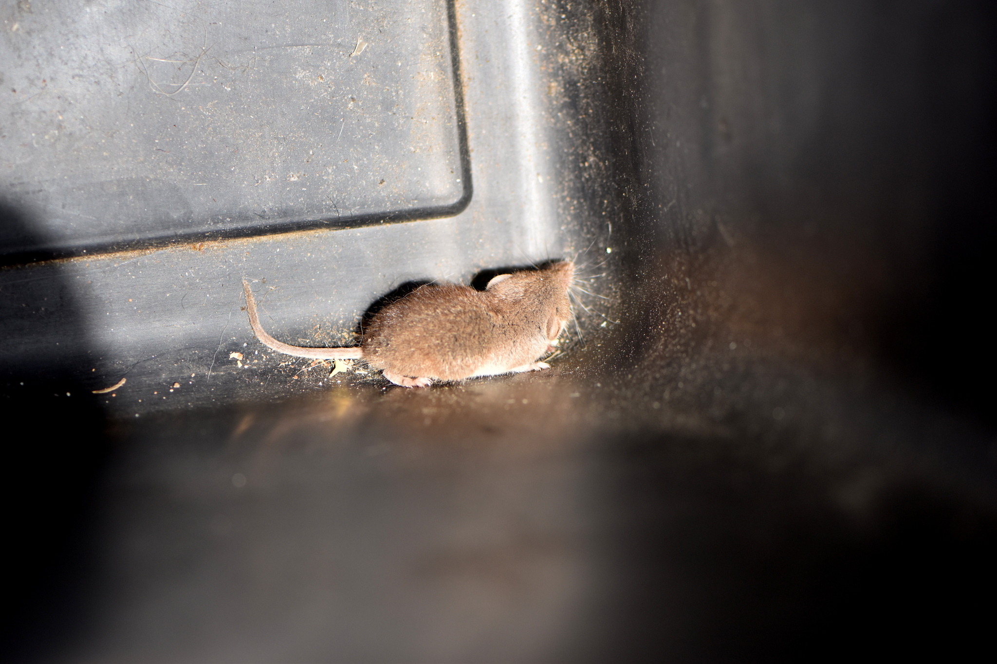 Pygmy White-toothed Shrew — Borneo wildlife, book, free download, jungle tour, mammal, Borneo mammal tour
