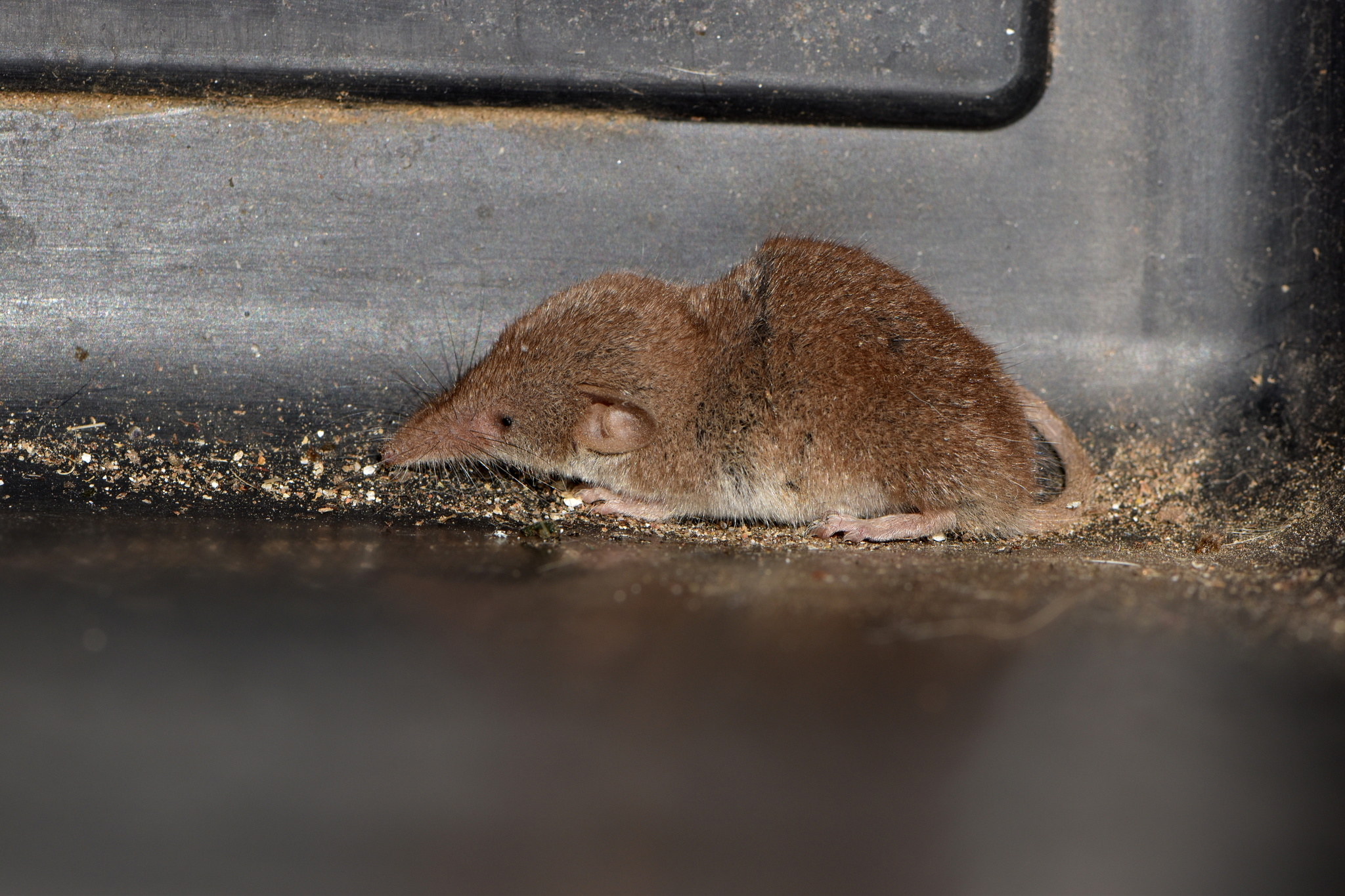 Pygmy White-toothed Shrew — Borneo wildlife, book, free download, jungle tour, mammal, Borneo mammal tour