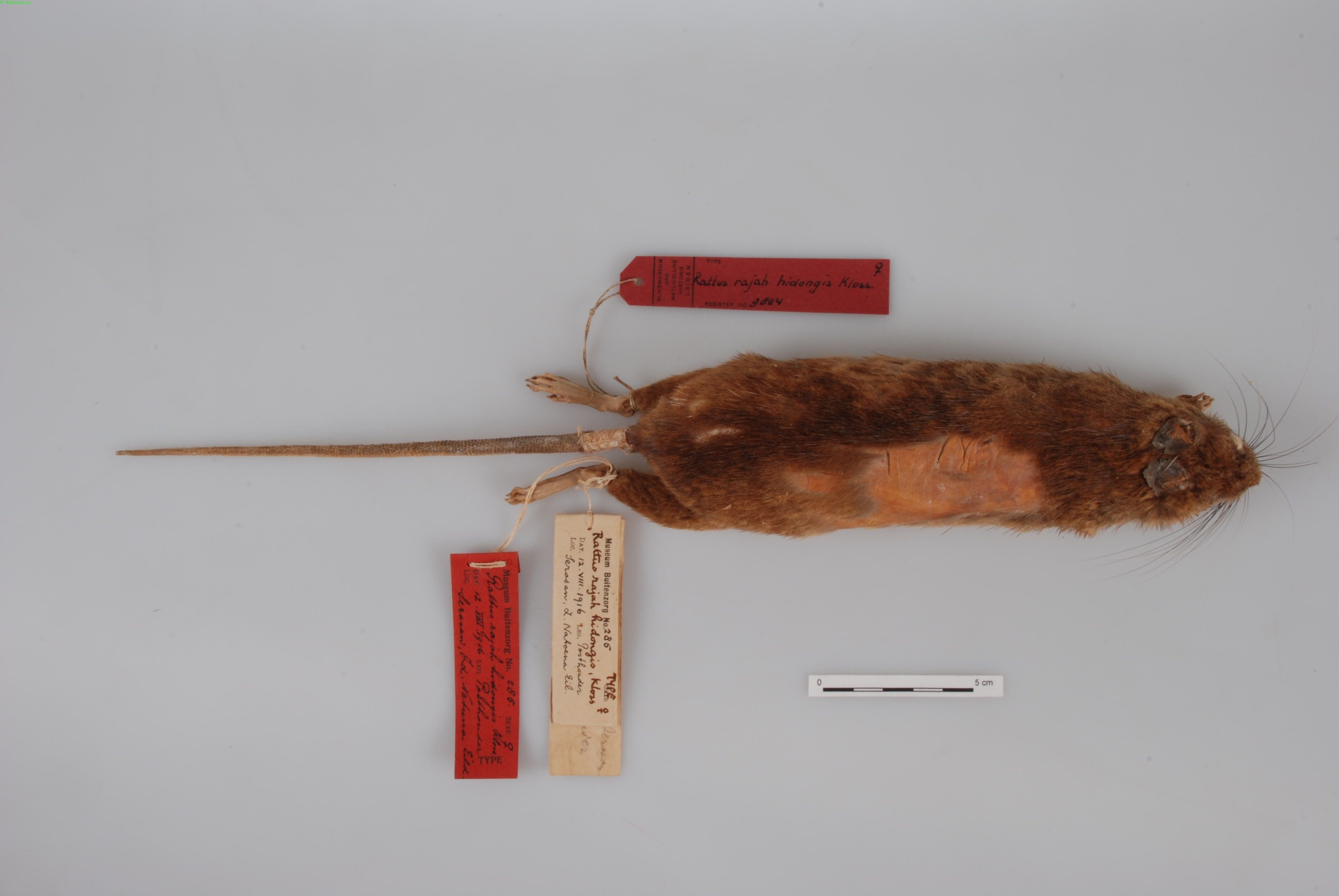 Rajah Spiny Rat — Borneo wildlife, book, free download, jungle tour, mammal, Borneo mammal tour